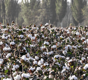 cotton fields