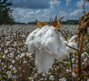 cotton field closeup