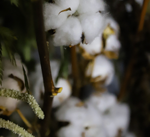 up close cotton