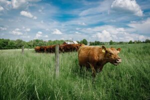 cows eating grass