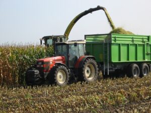 corn harvest
