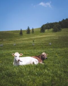 cattle sitting in field