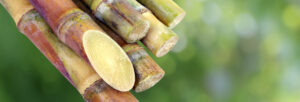 sugar cane stalks