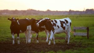 spotted cows