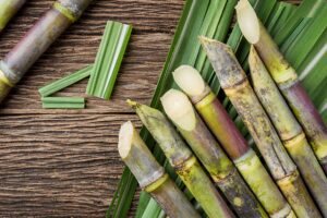 sugar cane