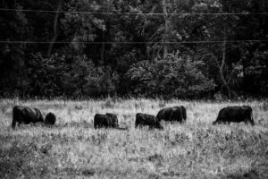 cows in black and white