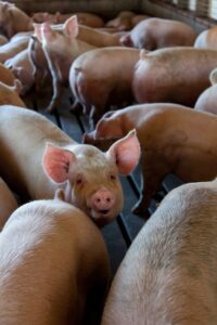 Pigs in pens