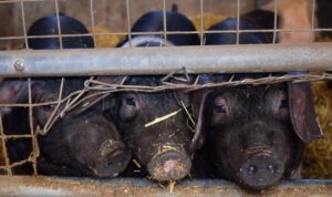 black colored hogs