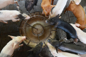 feeding piglets