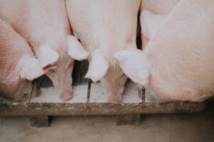 pigs feeding at trough