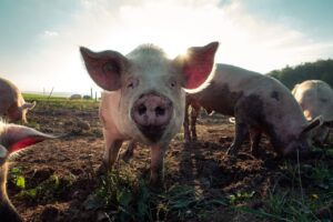 Pigs in dirt field