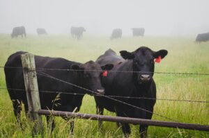 Holsteins in foggy field