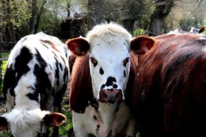 Herd of cows