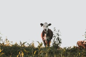 solidary cow in a field