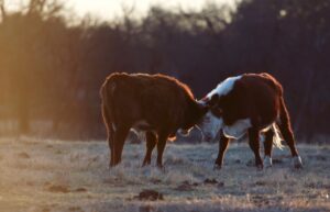 cows butting heads