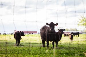 fenced in cows