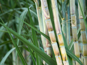 sugar cane in field