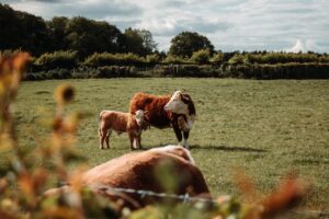 Cows in a pasture