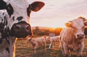 cows in a pasture