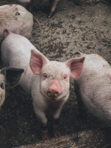 pig closeup