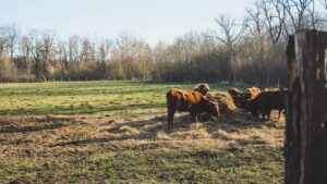 Cows grazing