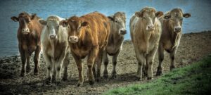 cattle near a stream