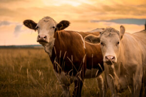Cows in field at sunset