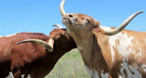 longhorn cows