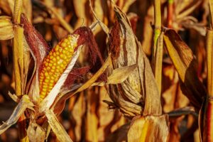 corn stalks